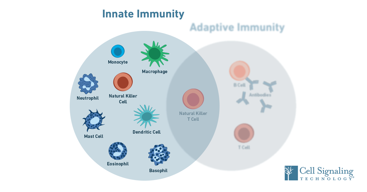 Immunology: How does the innate immune system work?
